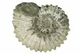 Bumpy Ammonite (Douvilleiceras) Fossil - Madagascar #247956-1